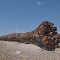 Petrified Forest